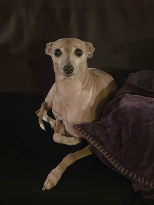 Bruce’s dog an Italian Greyhound, who occasionally accompanies him to job sites.